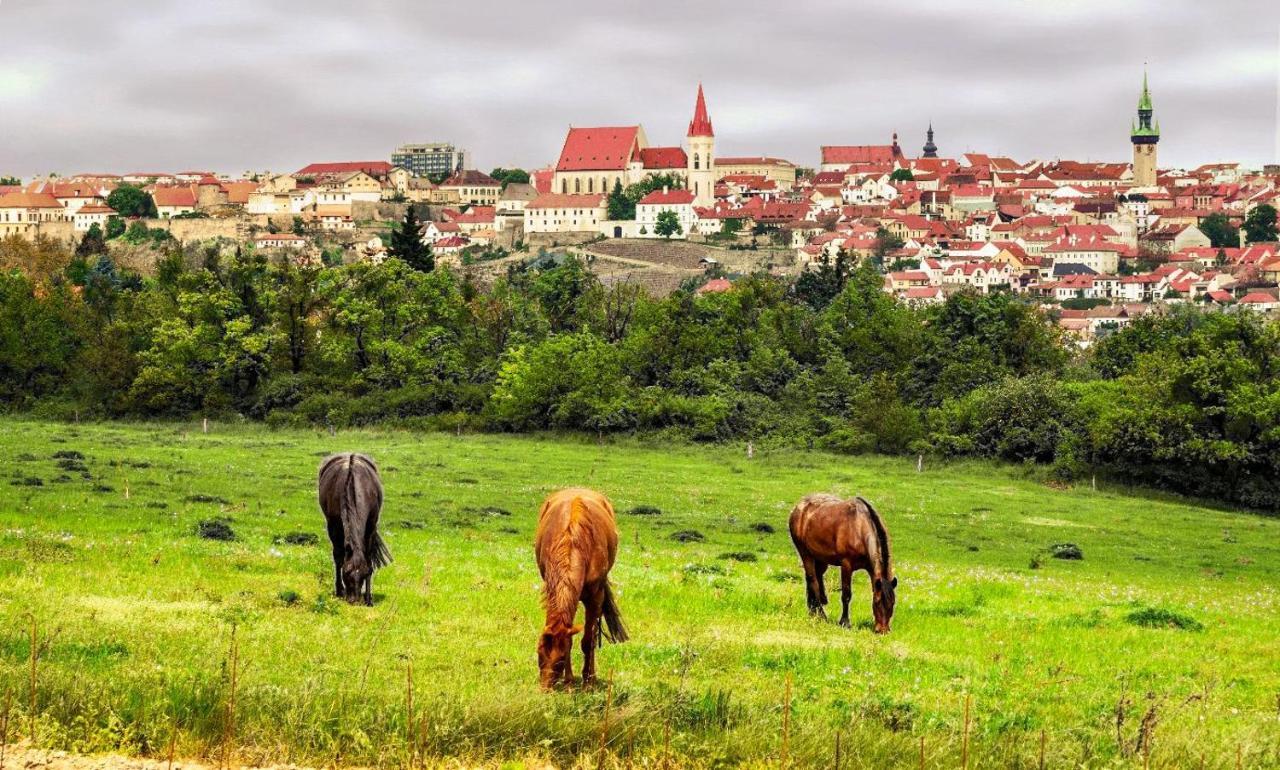 Vas Sklep - Vinny Sklep A Penzion Znojmo Dış mekan fotoğraf